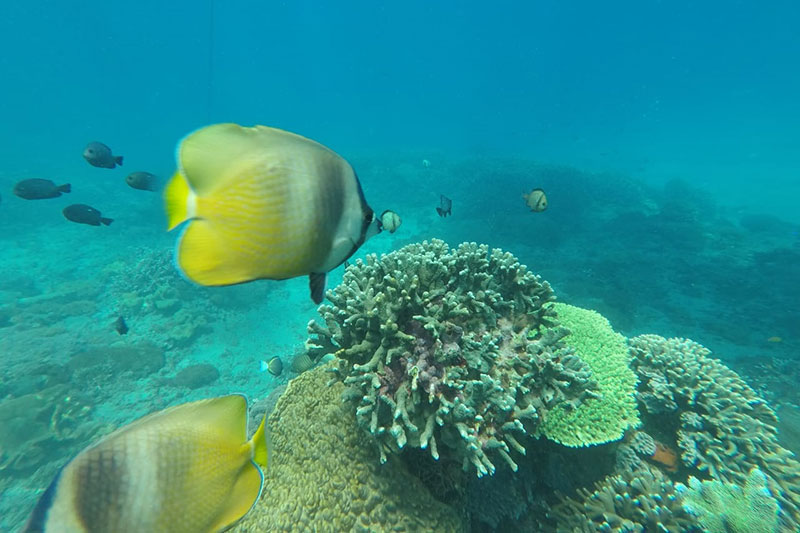 Perfect Package ( 2D1N + Snorkeling). Private tour and trusted tour